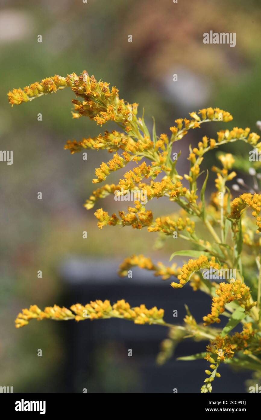 SOLIDAGO CANADENSIS known as Canada Goldenrod Stock Photo