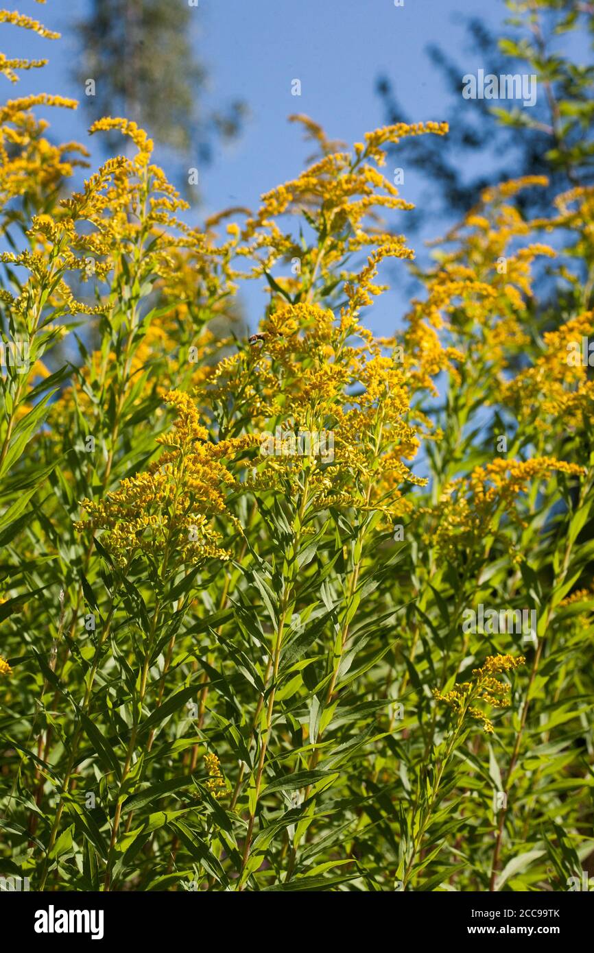 SOLIDAGO CANADENSIS known as Canada Goldenrod Stock Photo