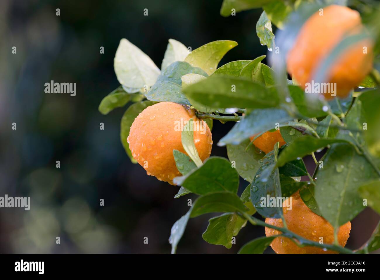 After a morning winter shower water droplets cling in the sunlight to juicy ripe mandarins (Citrus reticulata) on a backyard citrus tree in Sydney Stock Photo