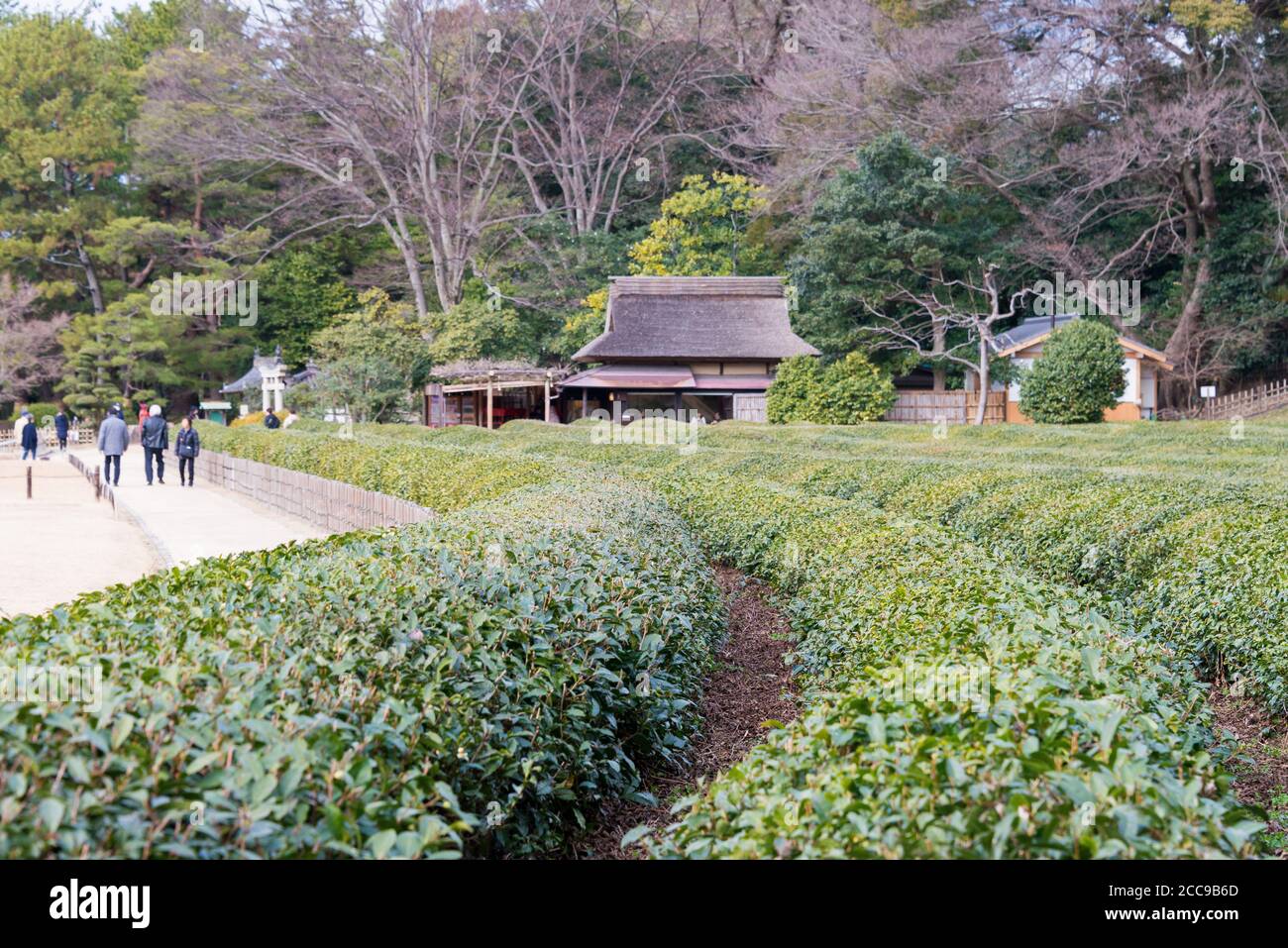 Okayama, Japan - Tea garden at Korakuen Garden in Okayama, Japan. Korakuen was built in 1700 by Ikeda Tsunamasa, lord of Okayama. Stock Photo