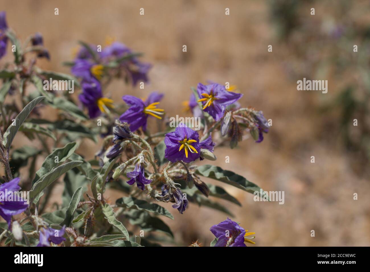 Yellow Nightshade High Resolution Stock Photography And Images Alamy