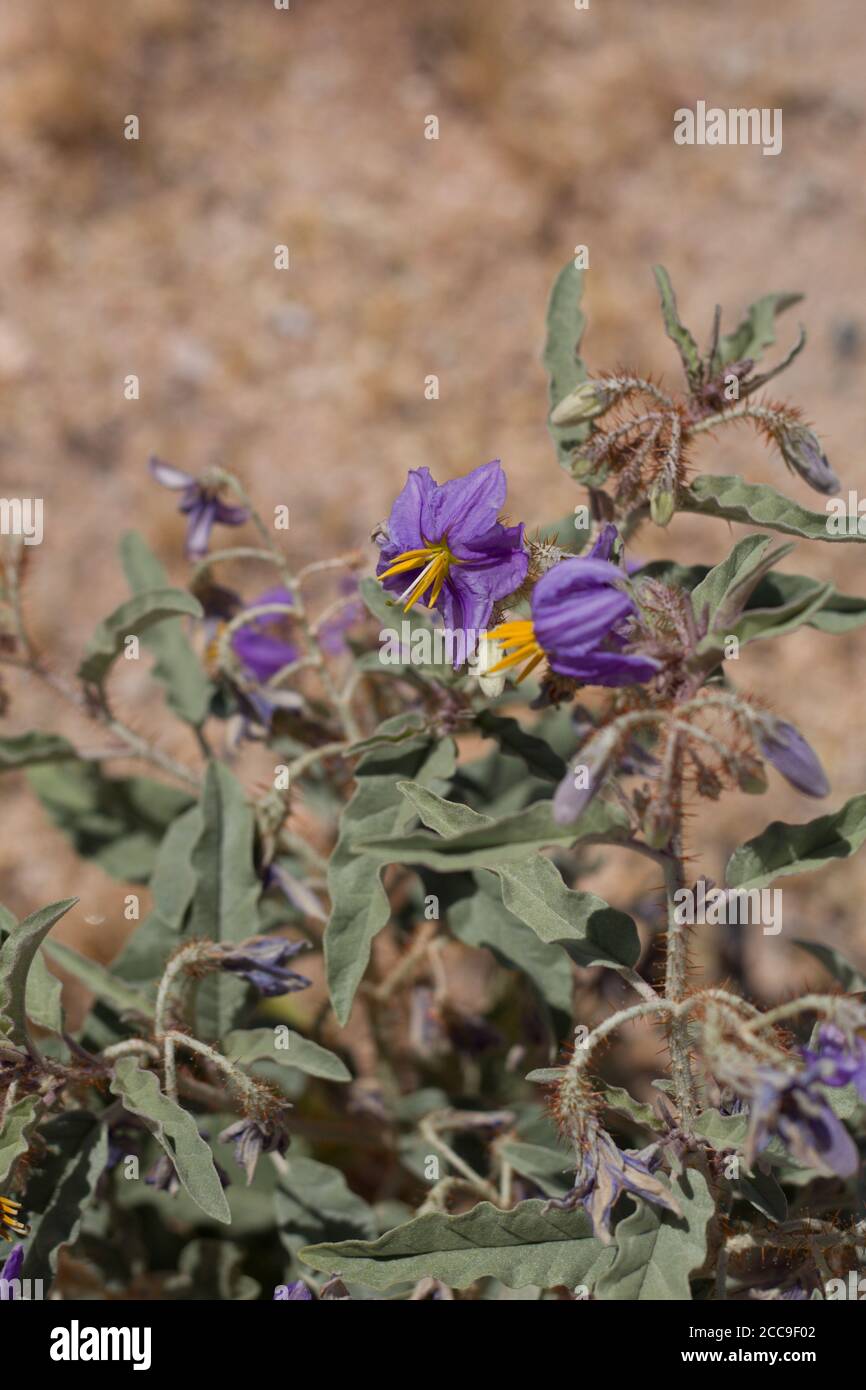 Purple blossoms, Silverleaf Nightshade, Solanum Elaeagnifolium, Solanaceae, invasive perennial, Joshua Tree City, Southern Mojave Desert, Springtime. Stock Photo
