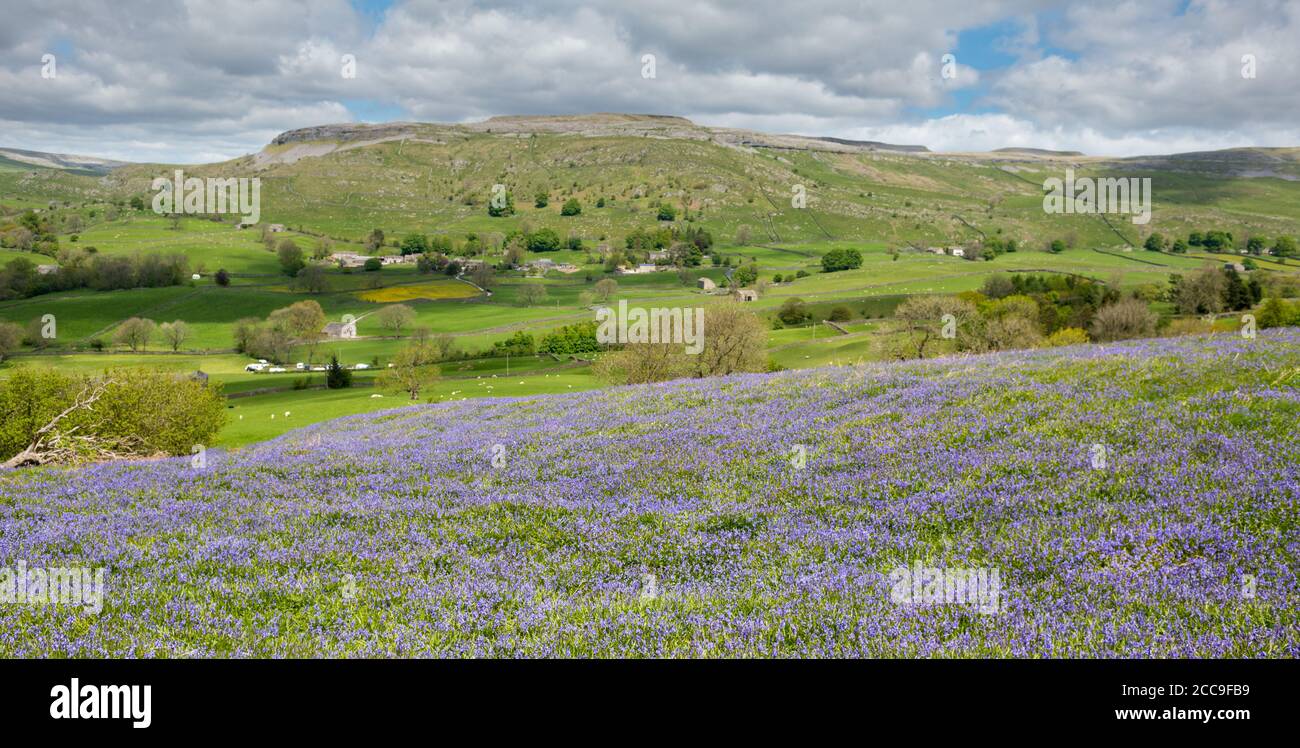 View across a meadow with flowering bluebells towards the yorkshire Dales hamlet of Wharfe, near Austwick Stock Photo