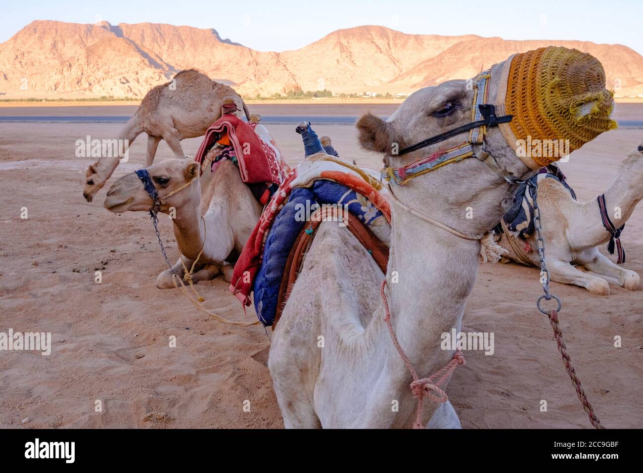 Camel in the Wadi Rum Desert, Jordan Stock Photo