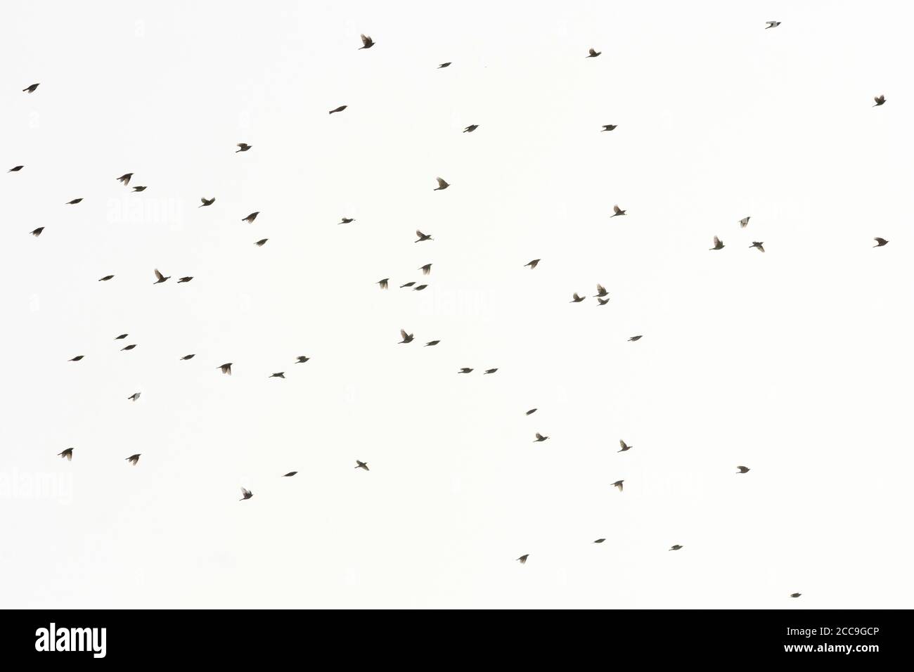 Migrating flock of Redwings (Turdus iliacus) flying overhead over Tongplaat near Dordrecht in the Netherlands. Stock Photo