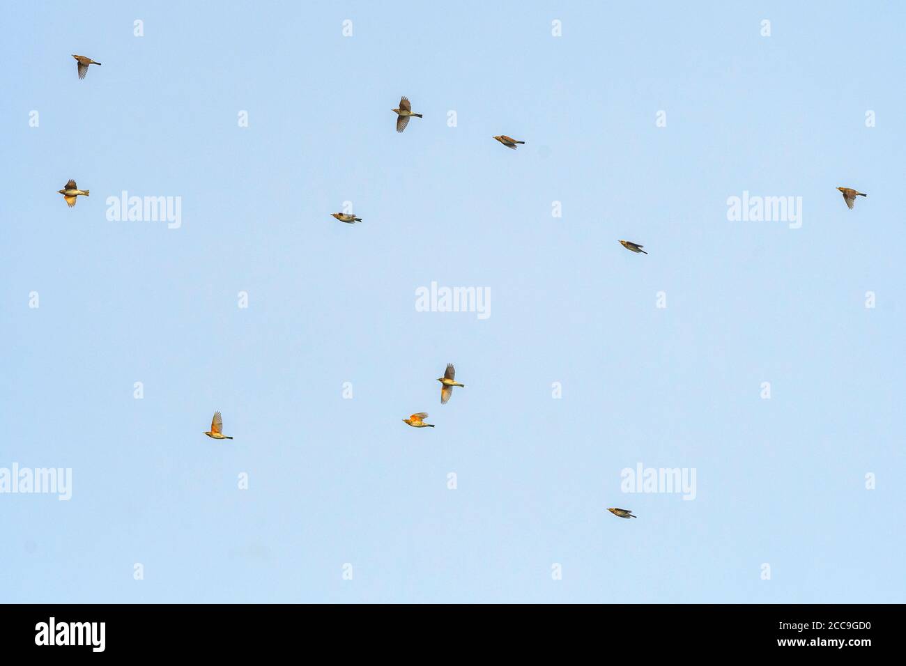 Migrating flock of Redwings (Turdus iliacus) flying overhead over Tongplaat near Dordrecht in the Netherlands. Stock Photo