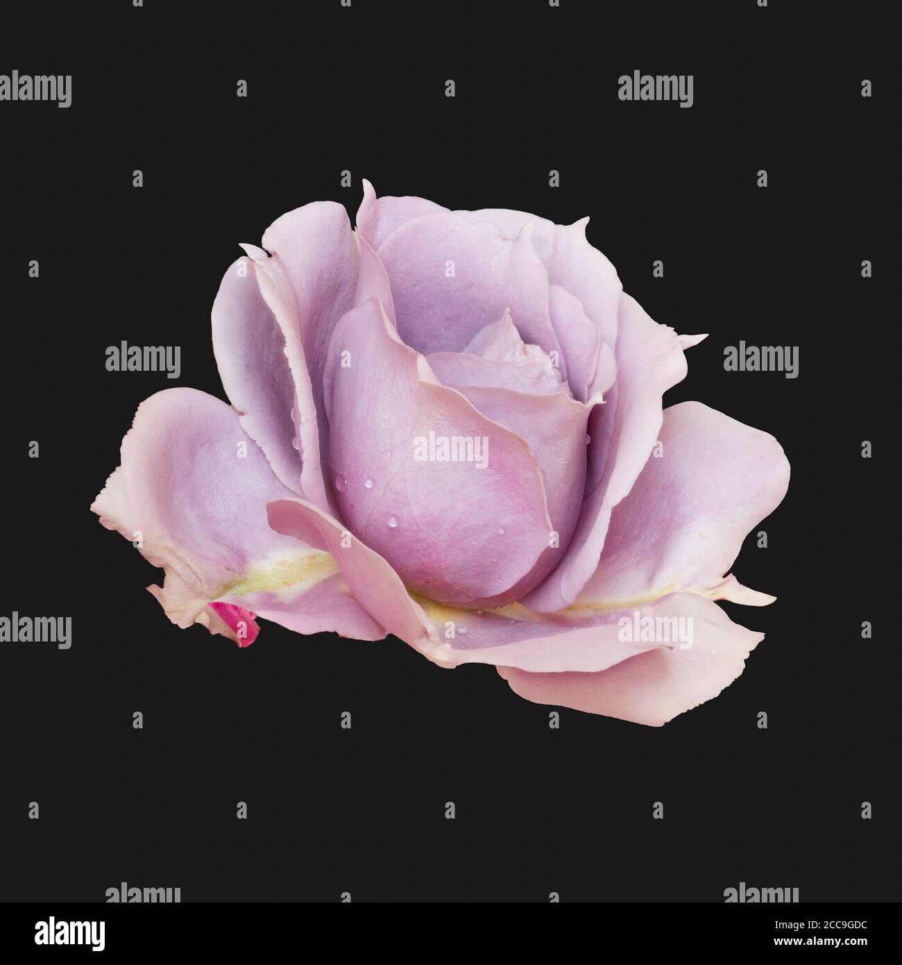 color macro of a single isolated violet red rose blossom with rain droplets,  on black background in vintage painting style Stock Photo