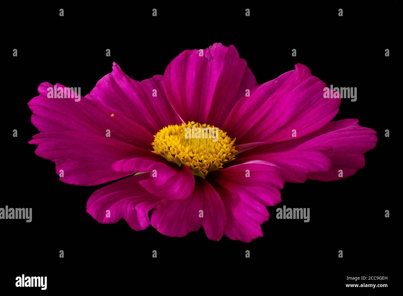 Color front view closeup of a single isolated wide open red cosmos blossom on black background Stock Photo