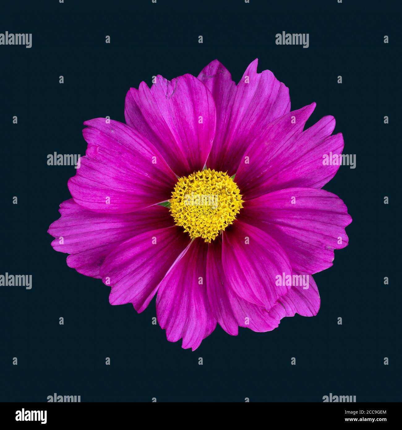 Color table top closeup of a single isolated wide open violet cosmos blossom on dark blue background Stock Photo
