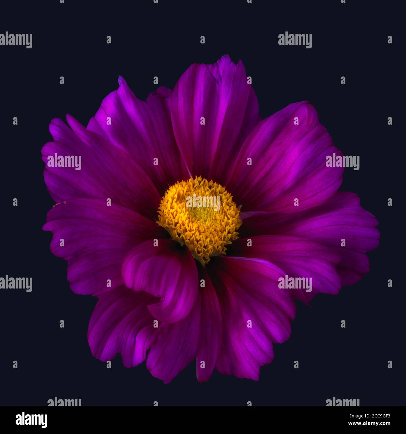 Surrealistic closeup of a single isolated wide open glowing violet cosmos blossom on dark blue background Stock Photo