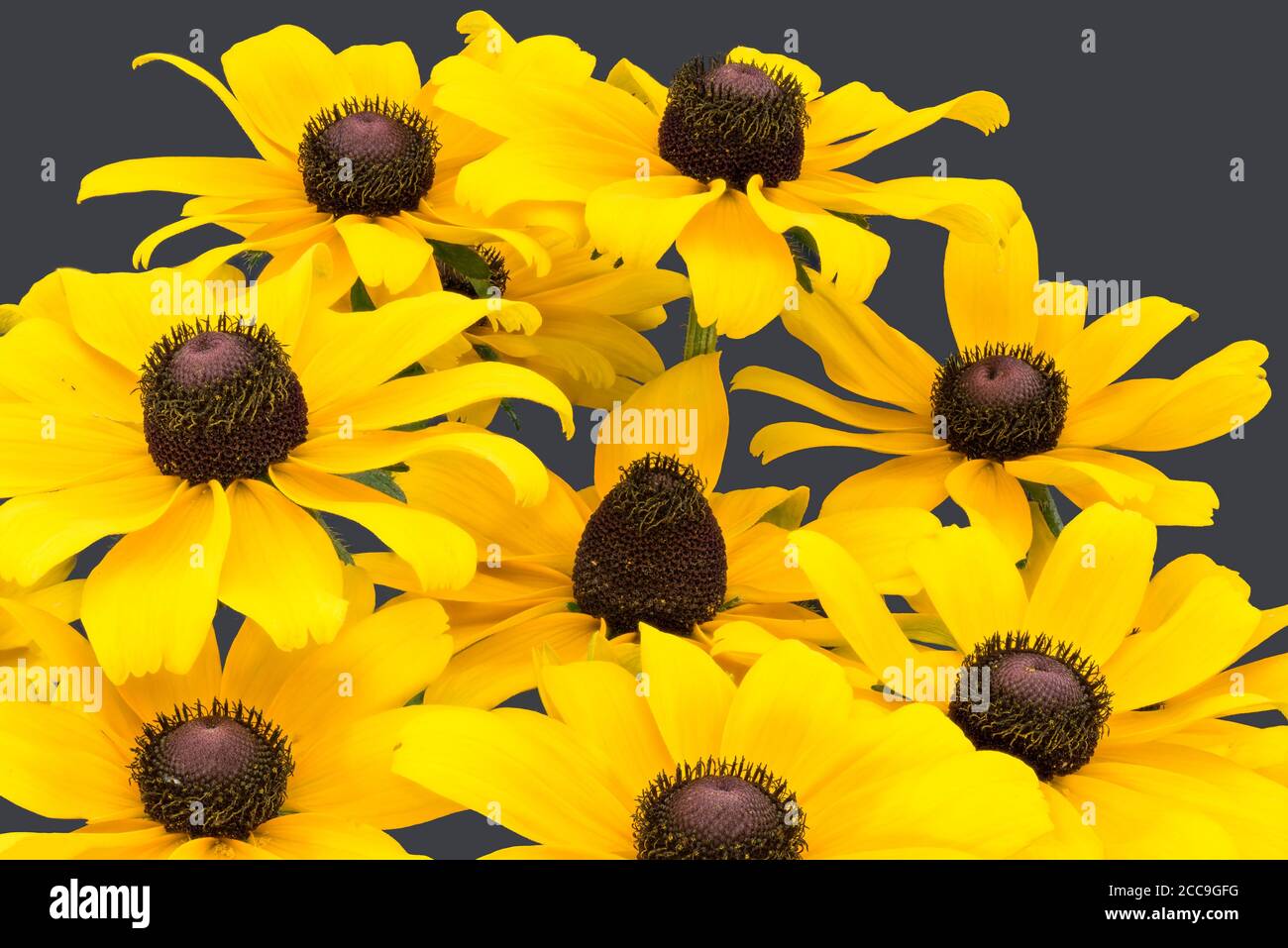 color macro of a bunch of yellow coneflower blossom on gray background with detailed texture Stock Photo