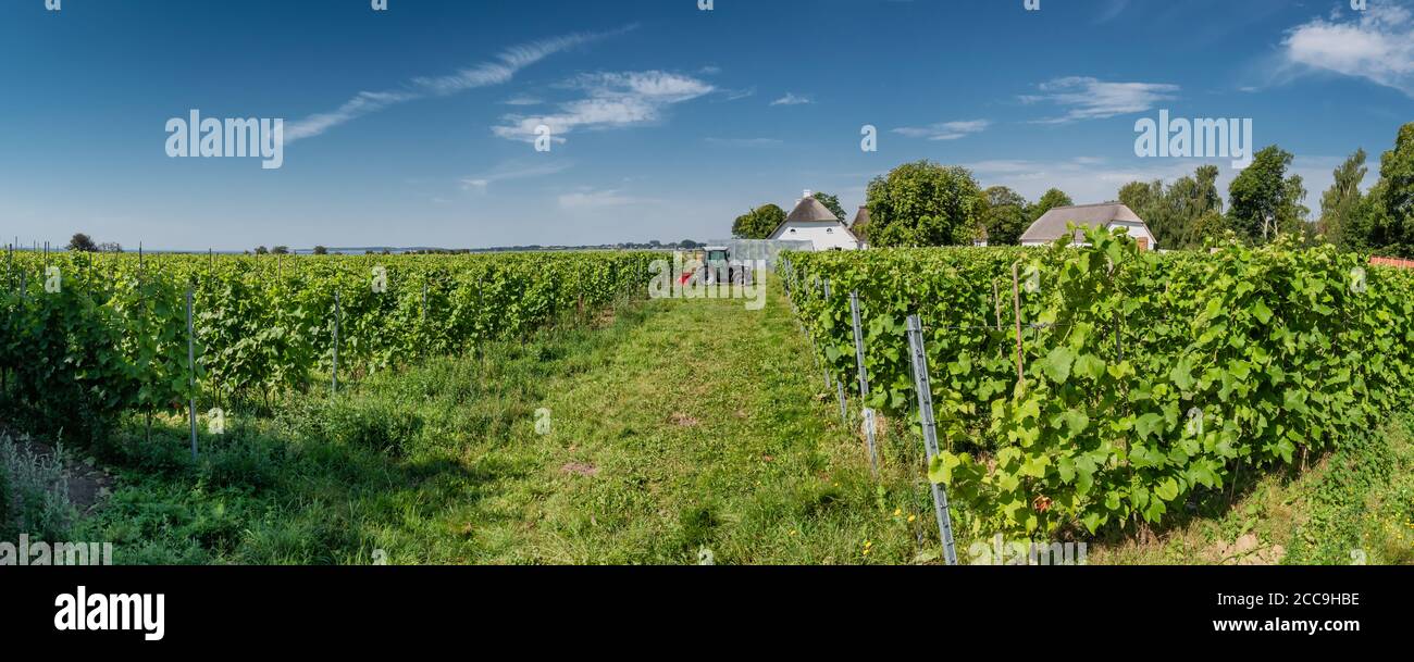 Small vinyard on the Dansih island Aaroe Stock Photo