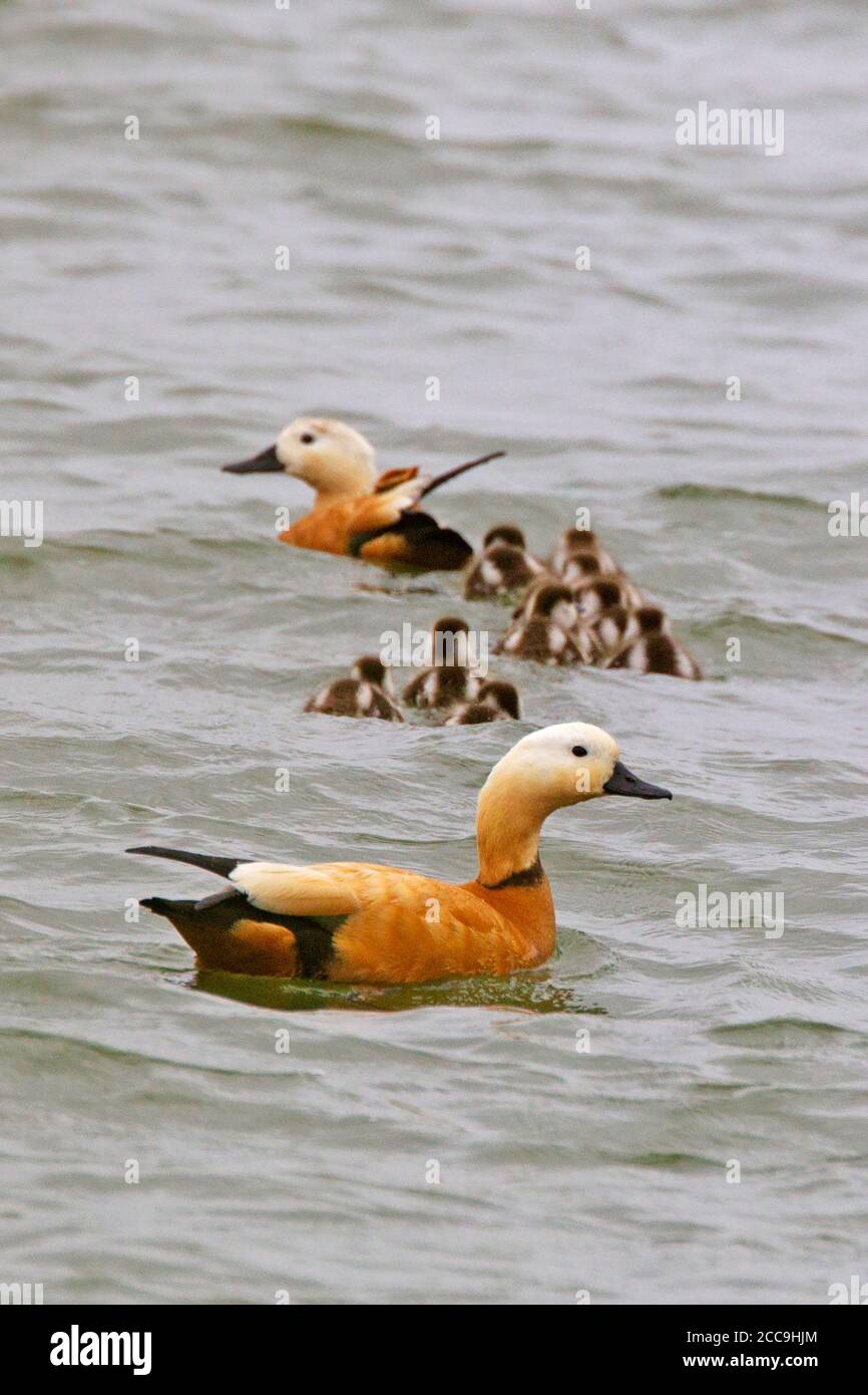 Group of shelducks swimming hi-res stock photography and images - Alamy