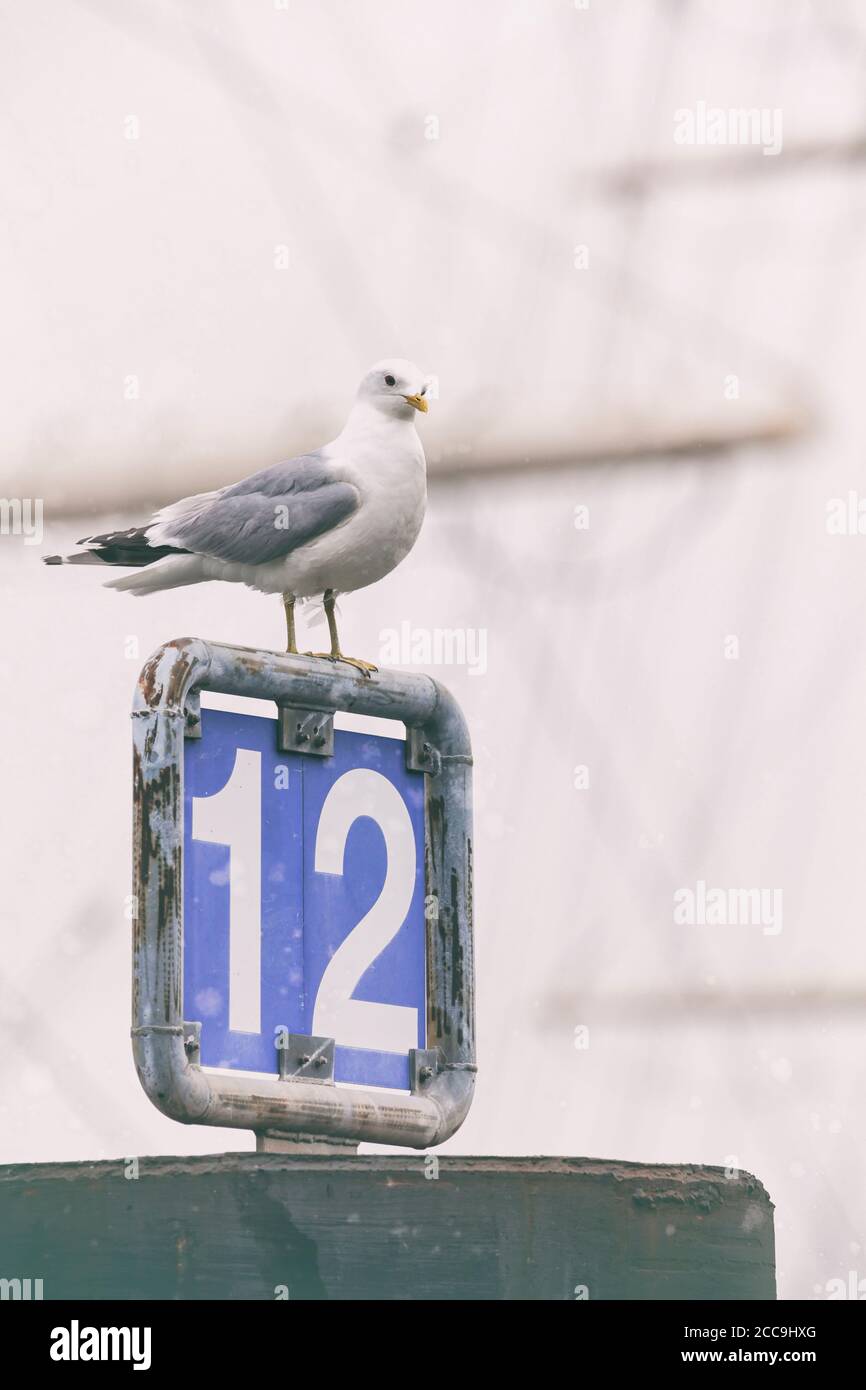 seagull resting on a sign with number 12, defocused masts of sail ship in background, post-procesing for a vintage look Stock Photo