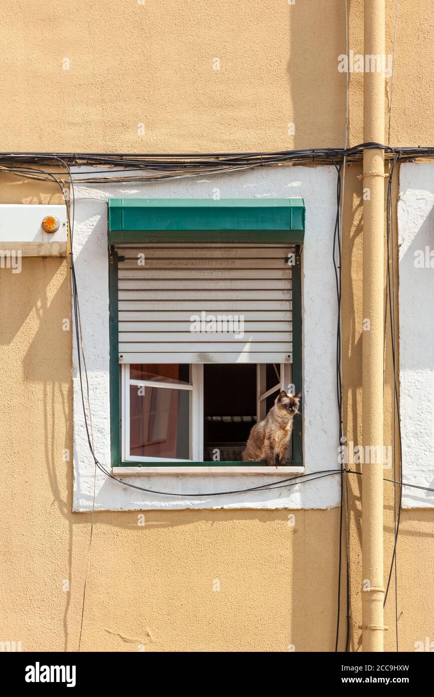 Curiously looking tousled cat sitting on the sill of a window surrounded by tubes, cables and wires, shutter halfway down,  at Lisbon, Portugal Stock Photo
