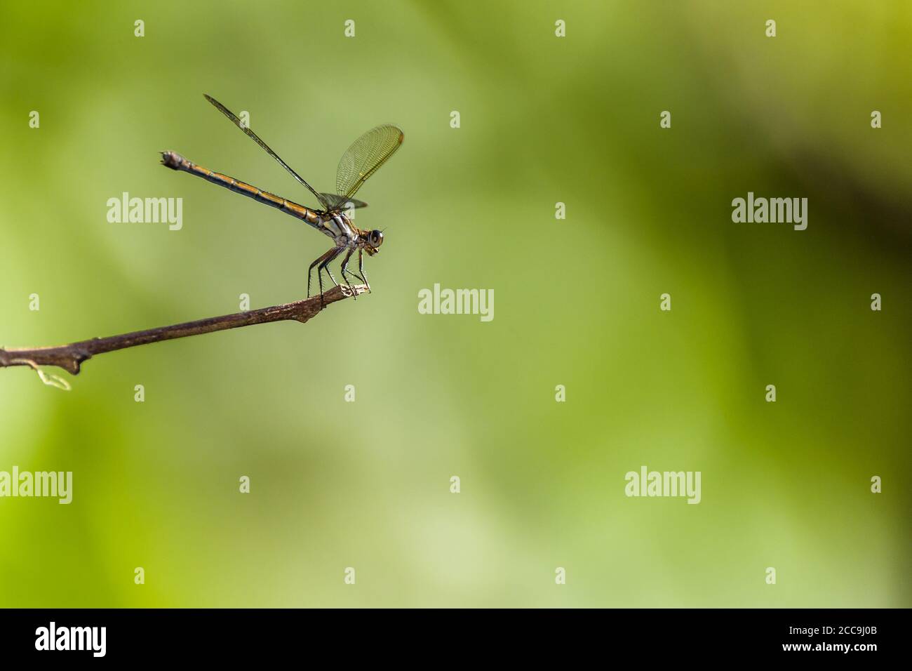 A close-up, side-on of an Australian dragonfly, between hunting forays, resting on a twig with an out of focus green background in Cairns, Queensland. Stock Photo