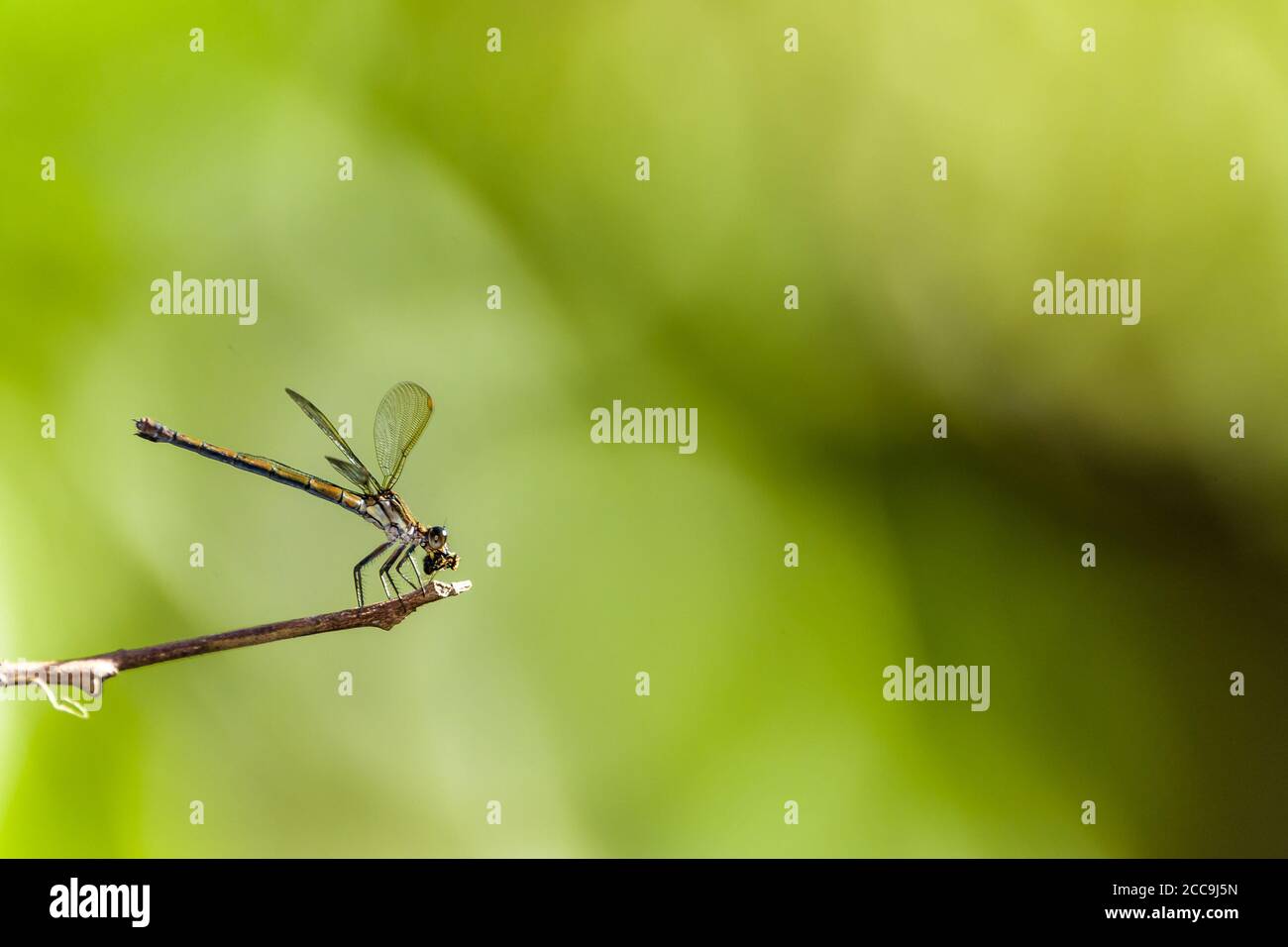 A close-up, of a feeding brown dragonfly resting on a twig with an out of focus green vegetation in the background in Cairns, Queensland in Australia. Stock Photo