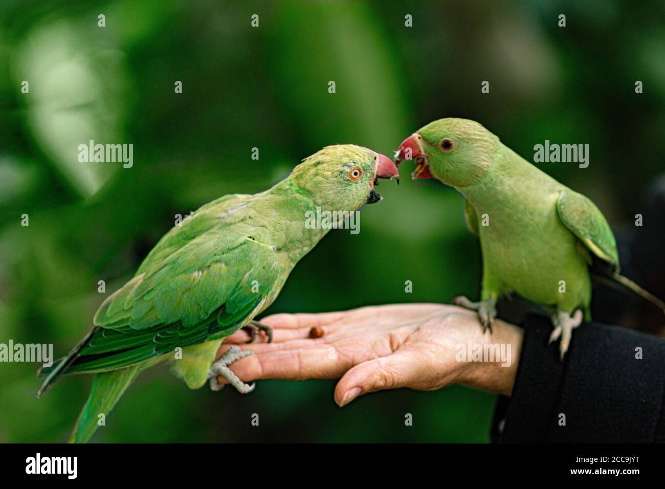 Two couple parrots on a palm of a man Stock Photo