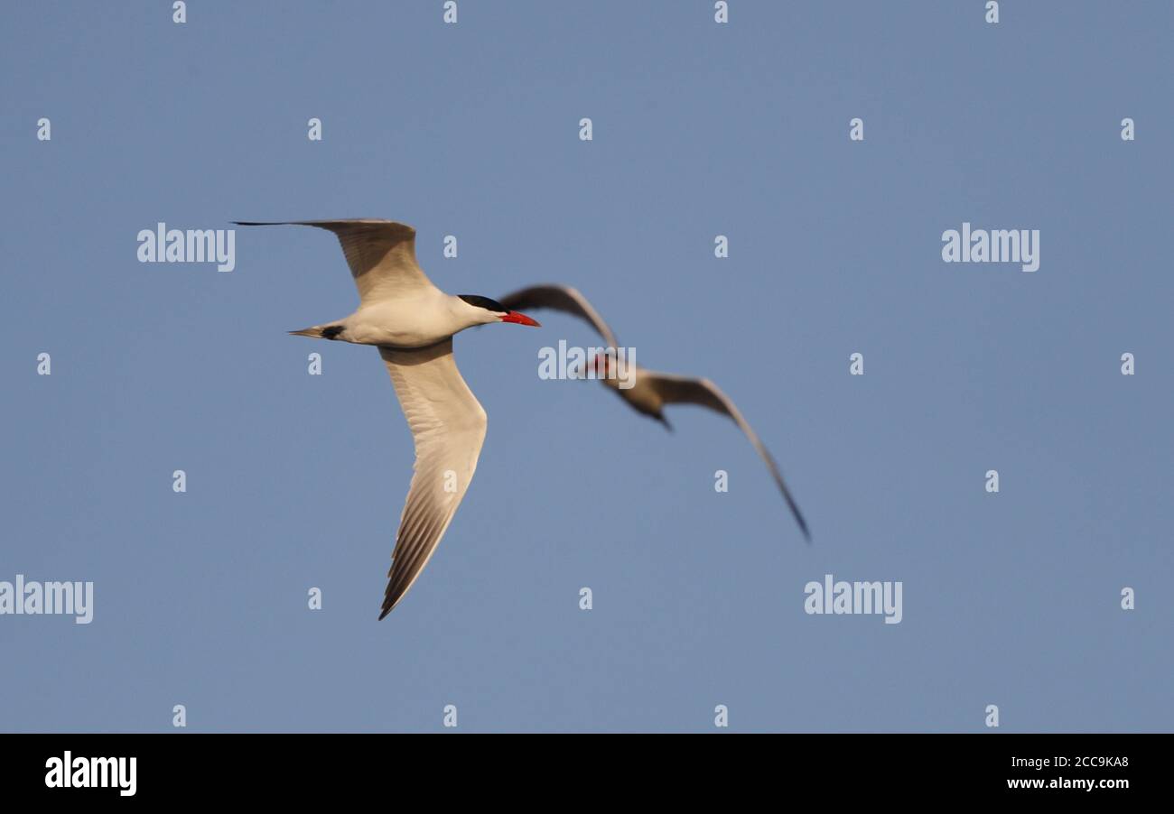 Adult Caspian Tern (Hydroprogne caspia) in flight at Ishøj Strand in Denmark. One bird in the background. Stock Photo