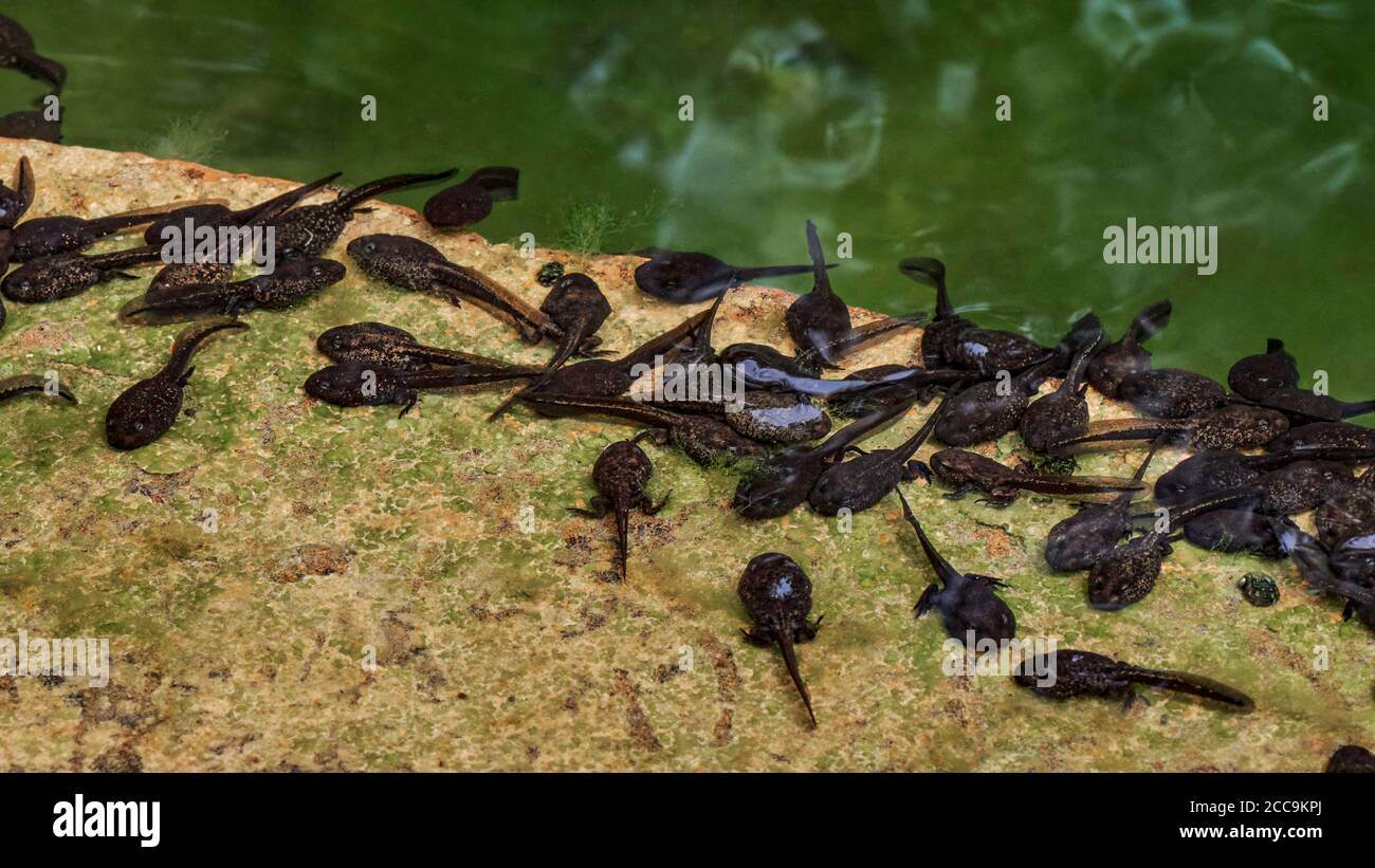 Toad tadpoles on the edge of the lakeside stairs of the town of LImpias, Cantabria, Spain, Europe Stock Photo