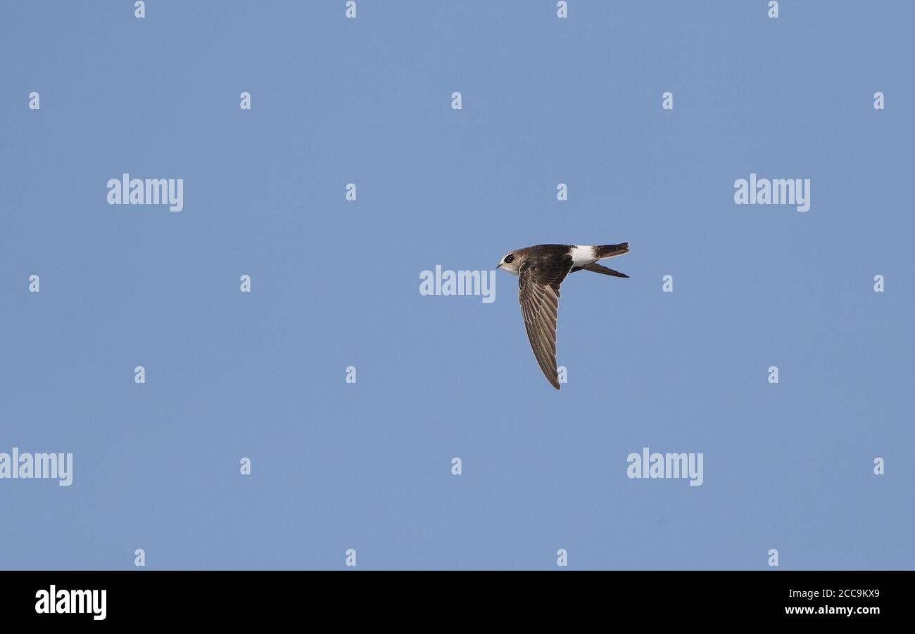 Juvenile Little Swift (Apus affinis) in flight at Chipiona, Spain. Showing upper wings. Stock Photo