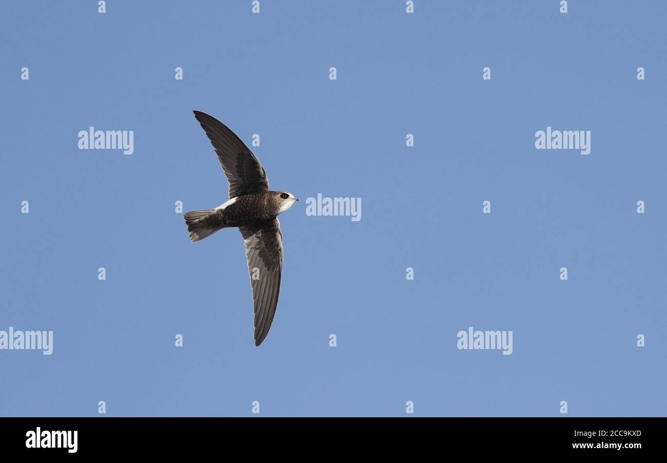 Juvenile Little Swift (Apus affinis) in flight at Chipiona, Spain. Showing under wings. Stock Photo