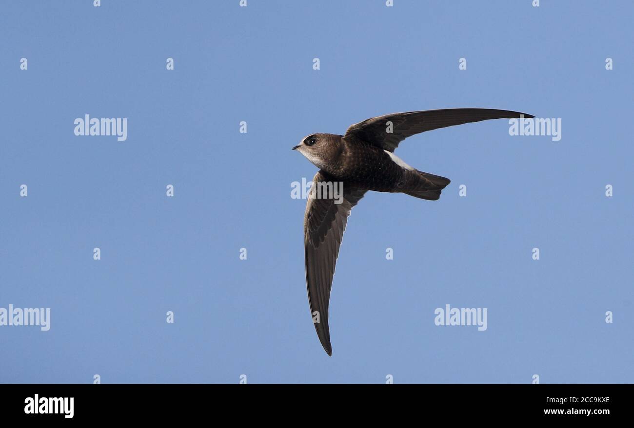 Juvenile Little Swift (Apus affinis) in flight at Chipiona, Spain. Stock Photo