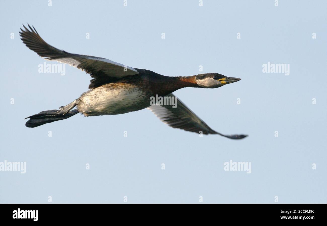 Adult Red-necked Grebe (Podiceps griseigena) in breeding plumage, in ...