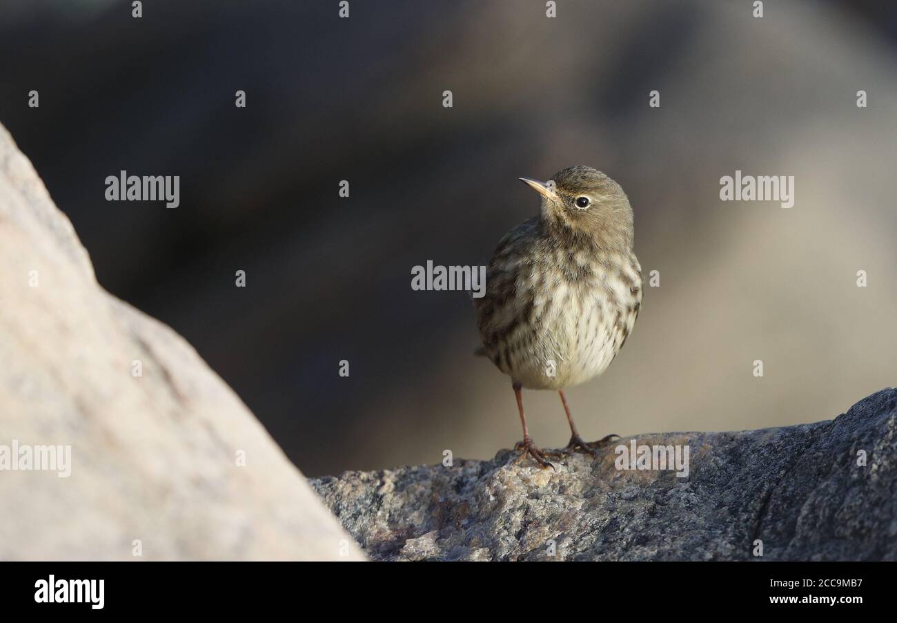Wintering Rock Pipit (Anthus petrosus littoralis) standing on the shore at Helsingør in Denmark. Bird looking up. Stock Photo