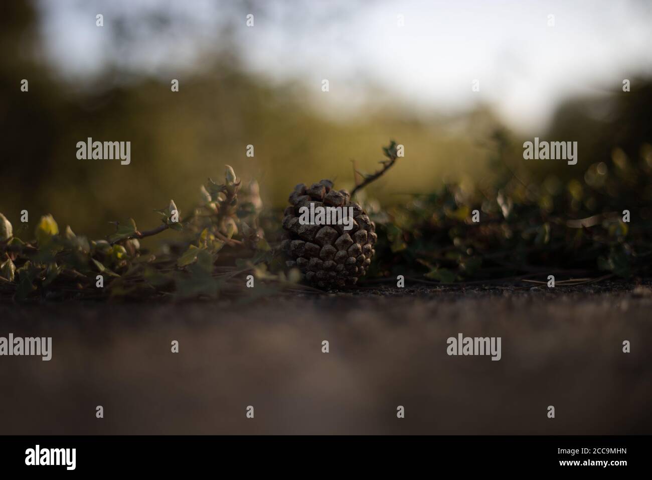 Pine cone close up hi-res stock photography and images - Alamy