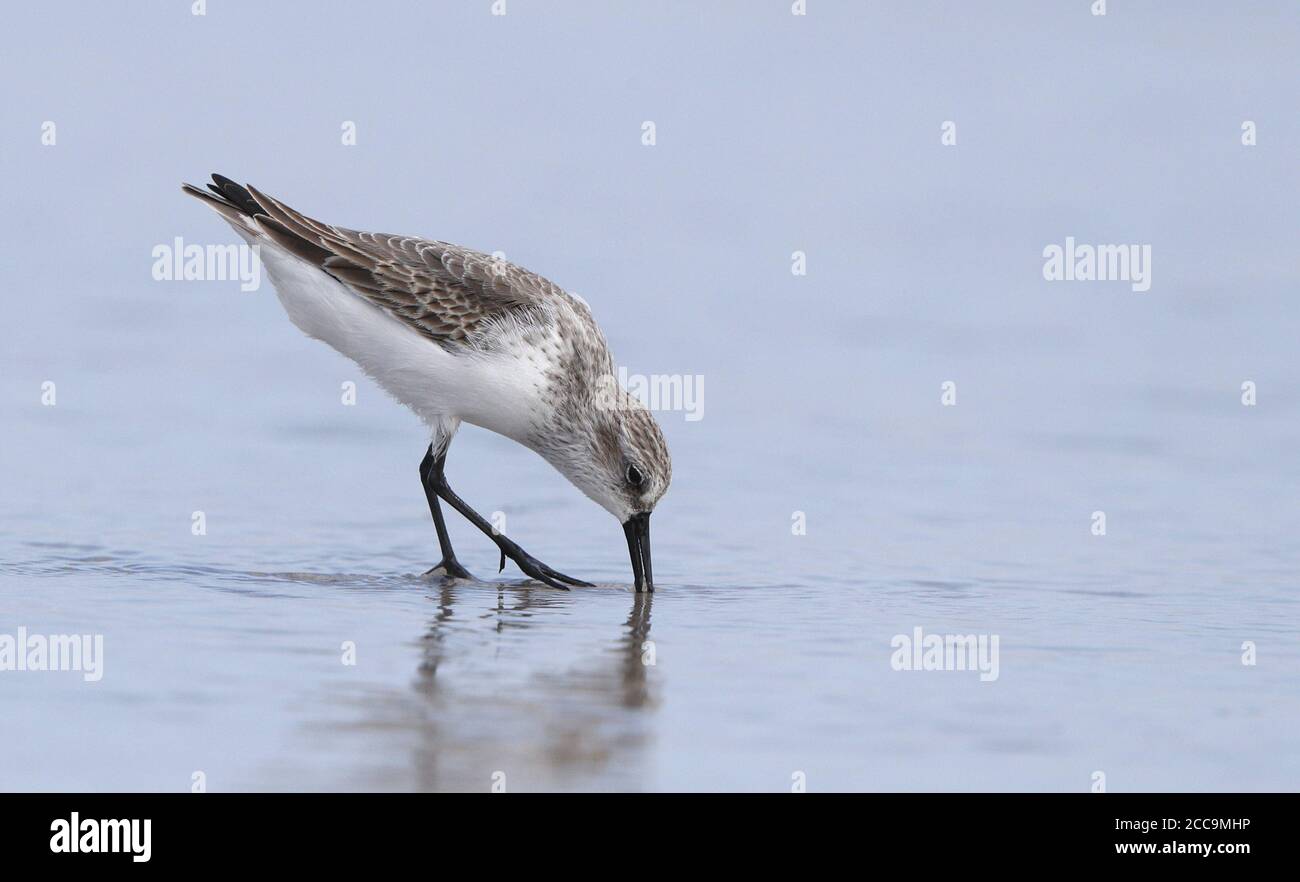 First-winter Western Sandpiper (Calidris mauri) on the beach at Stone Harbor, New Jersey, USA. Probbing in the mud. Stock Photo