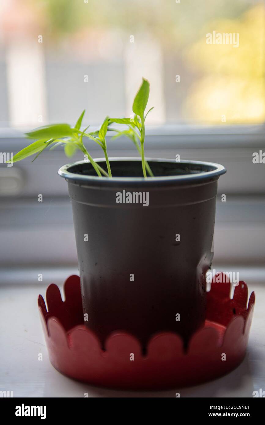 Growing Bell Pepper plant from the seed of a supermarket bought Bell