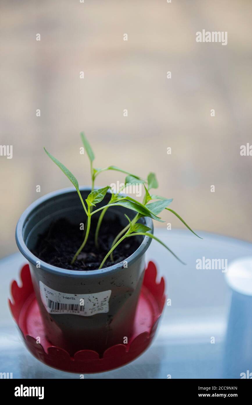 Growing Bell Pepper plant from the seed of a supermarket bought Bell