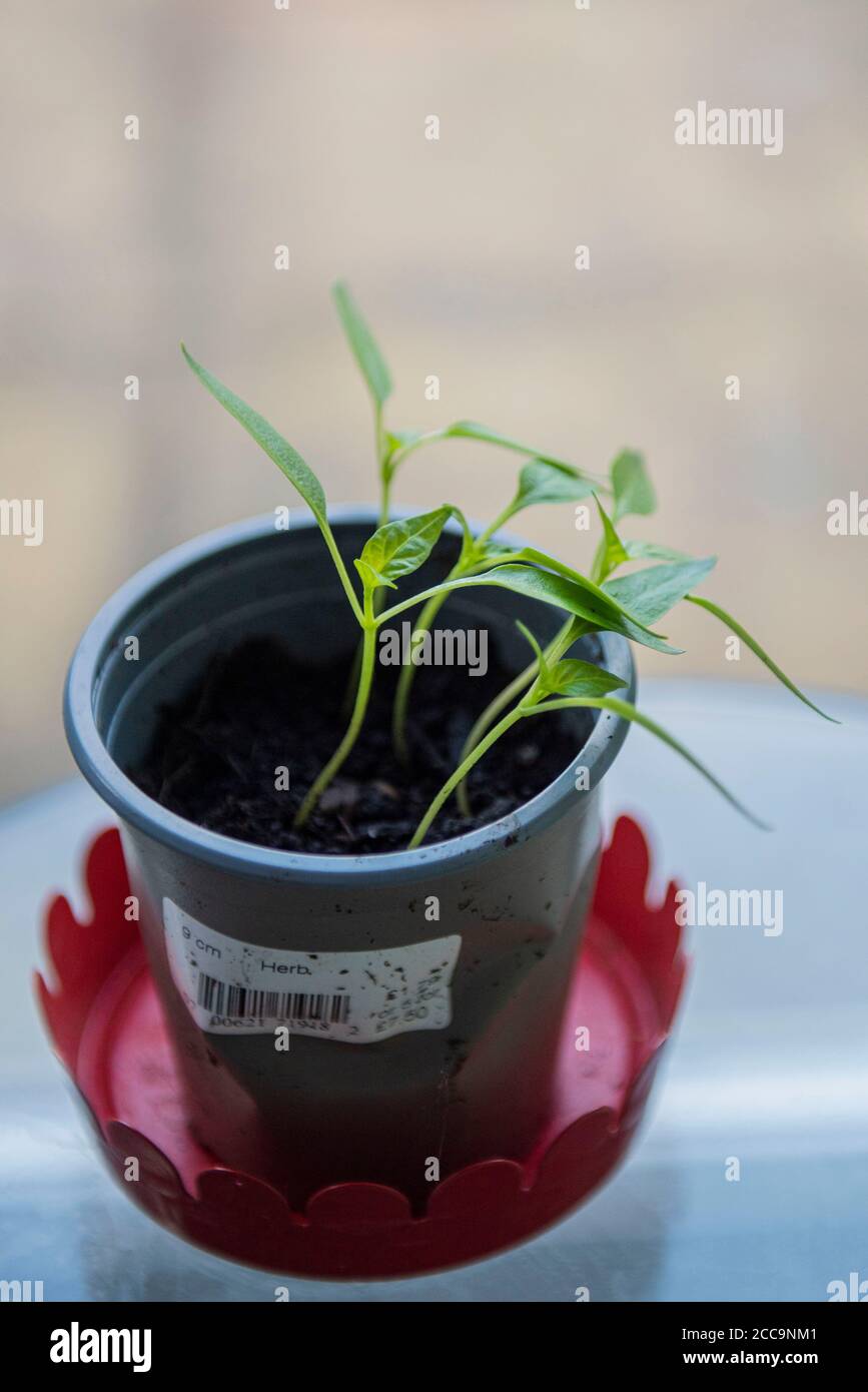 Growing Bell Pepper plant from the seed of a supermarket bought Bell
