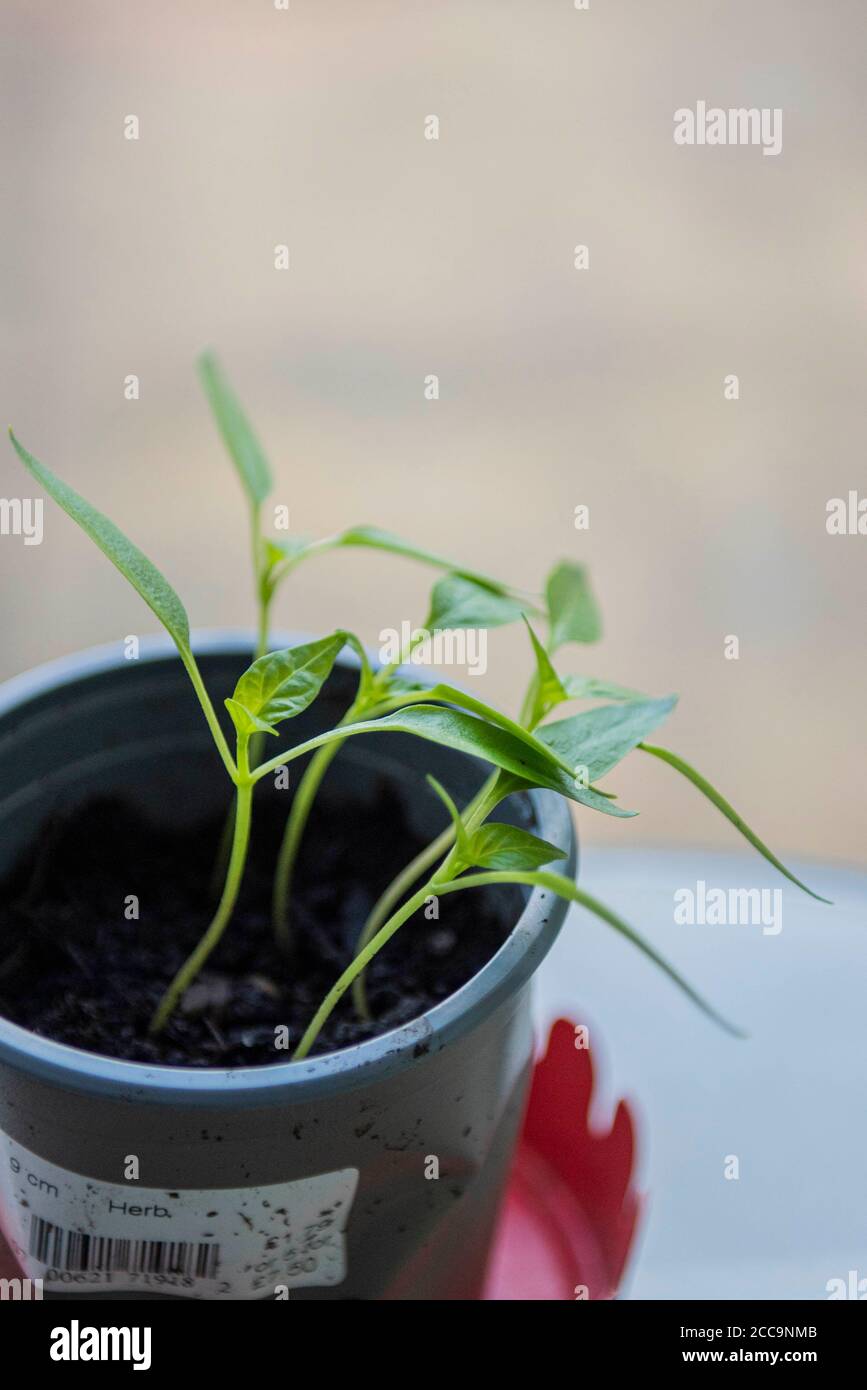 Growing Bell Pepper plant from the seed of a supermarket bought Bell