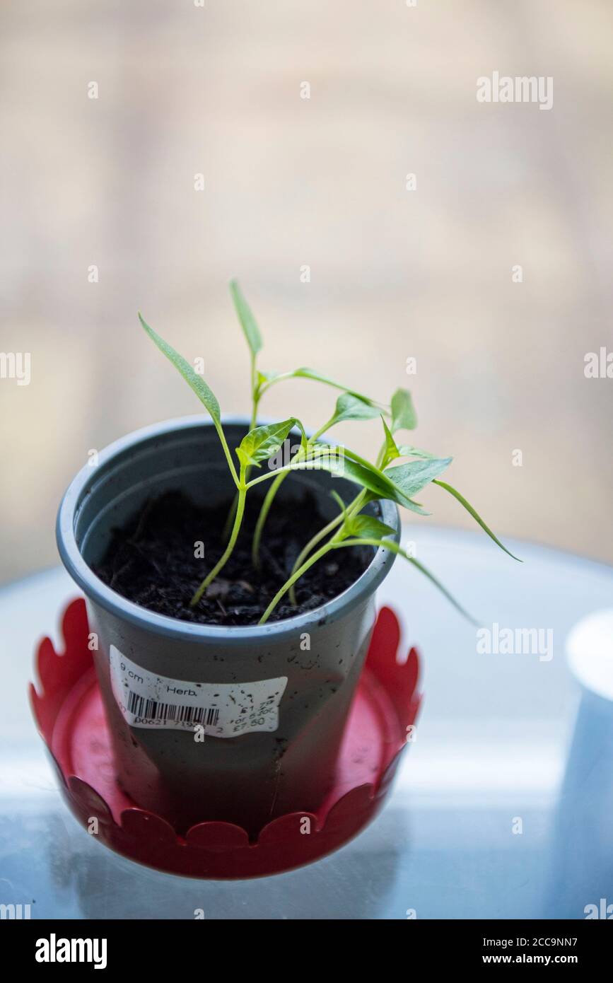 Growing Bell Pepper plant from the seed of a supermarket bought Bell