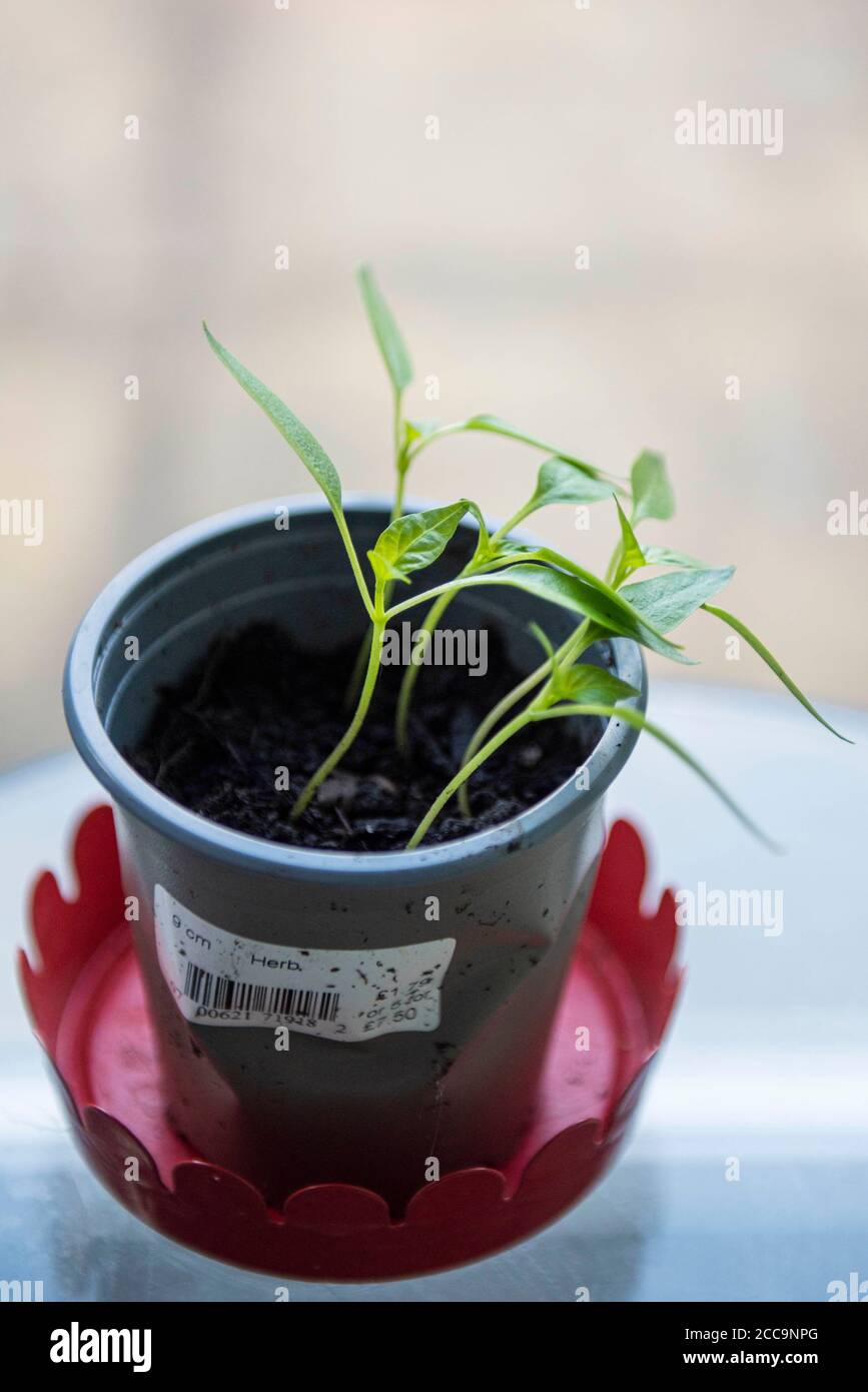 Growing Bell Pepper plant from the seed of a supermarket bought Bell
