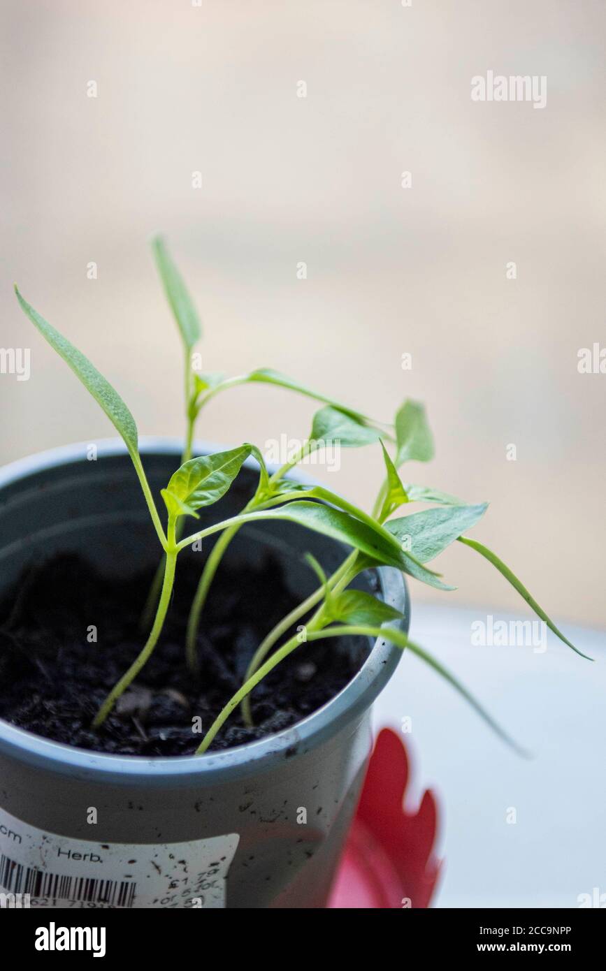 Growing Bell Pepper plant from the seed of a supermarket bought Bell