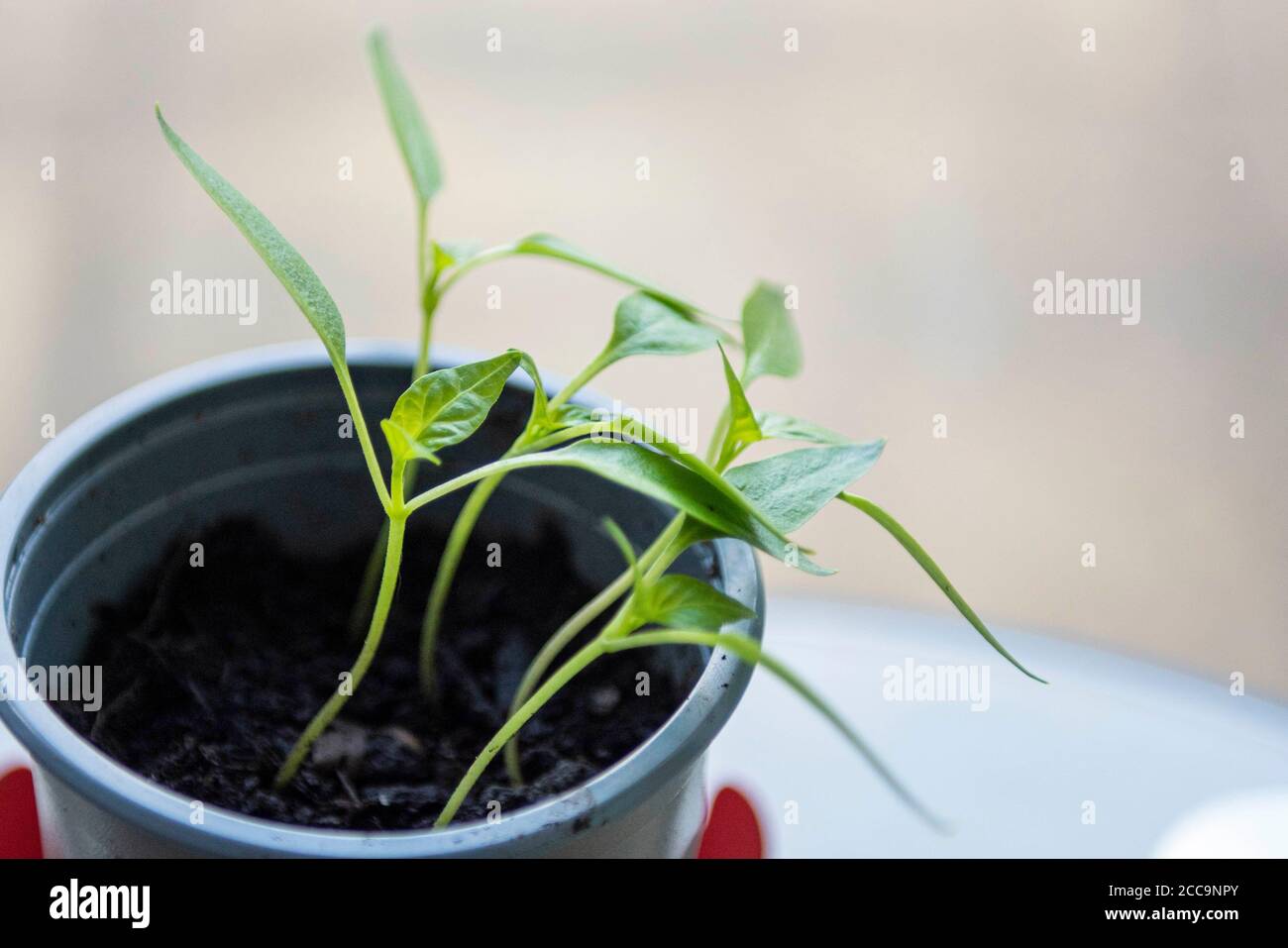 Growing Bell Pepper plant from the seed of a supermarket bought Bell