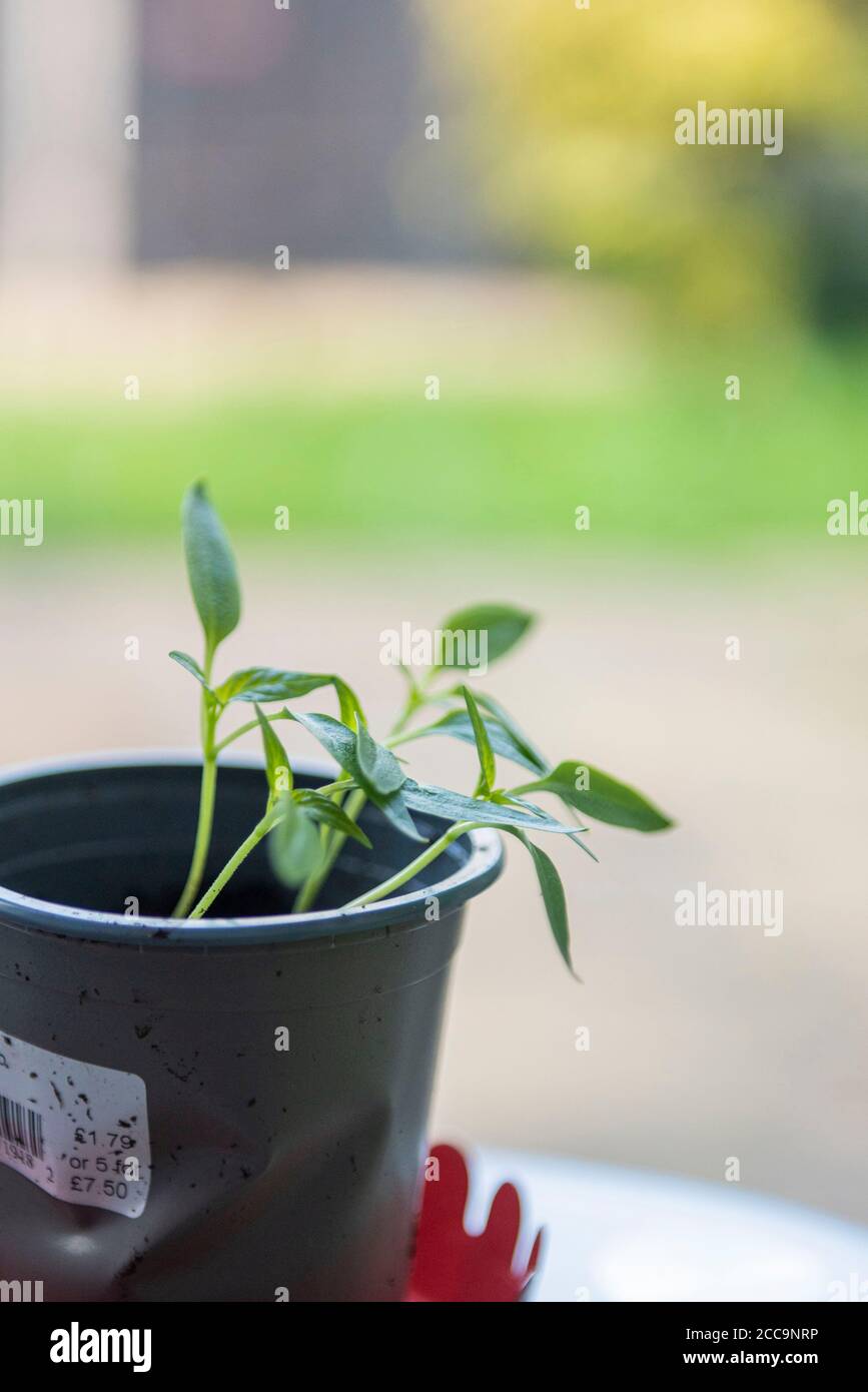 Growing Bell Pepper plant from the seed of a supermarket bought Bell