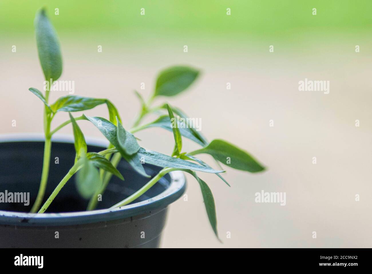 Growing Bell Pepper plant from the seed of a supermarket bought Bell