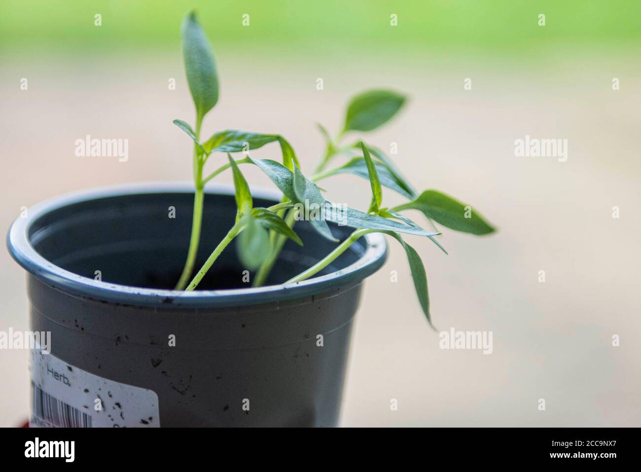 Growing Bell Pepper plant from the seed of a supermarket bought Bell