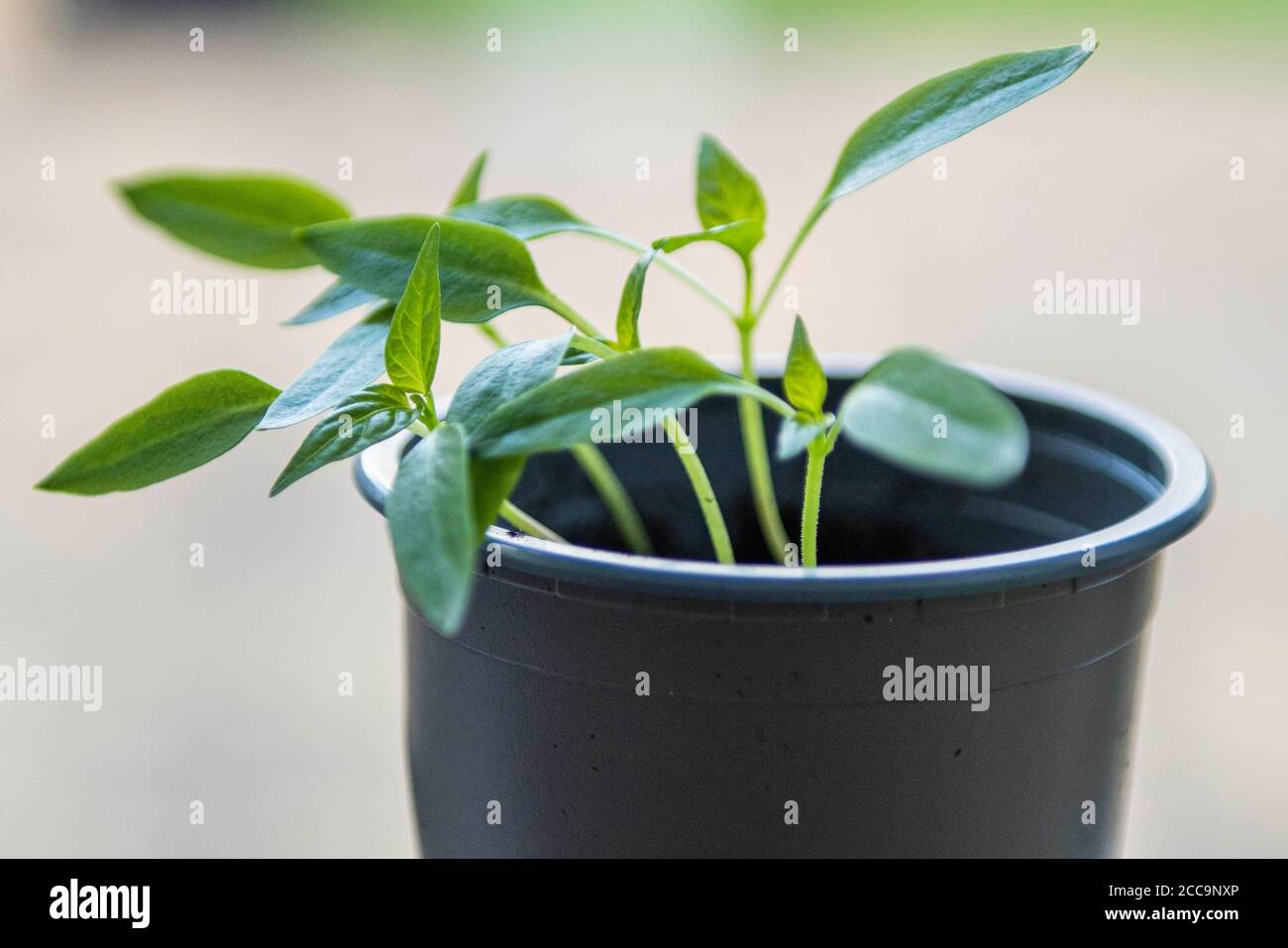 Growing Bell Pepper plant from the seed of a supermarket bought Bell