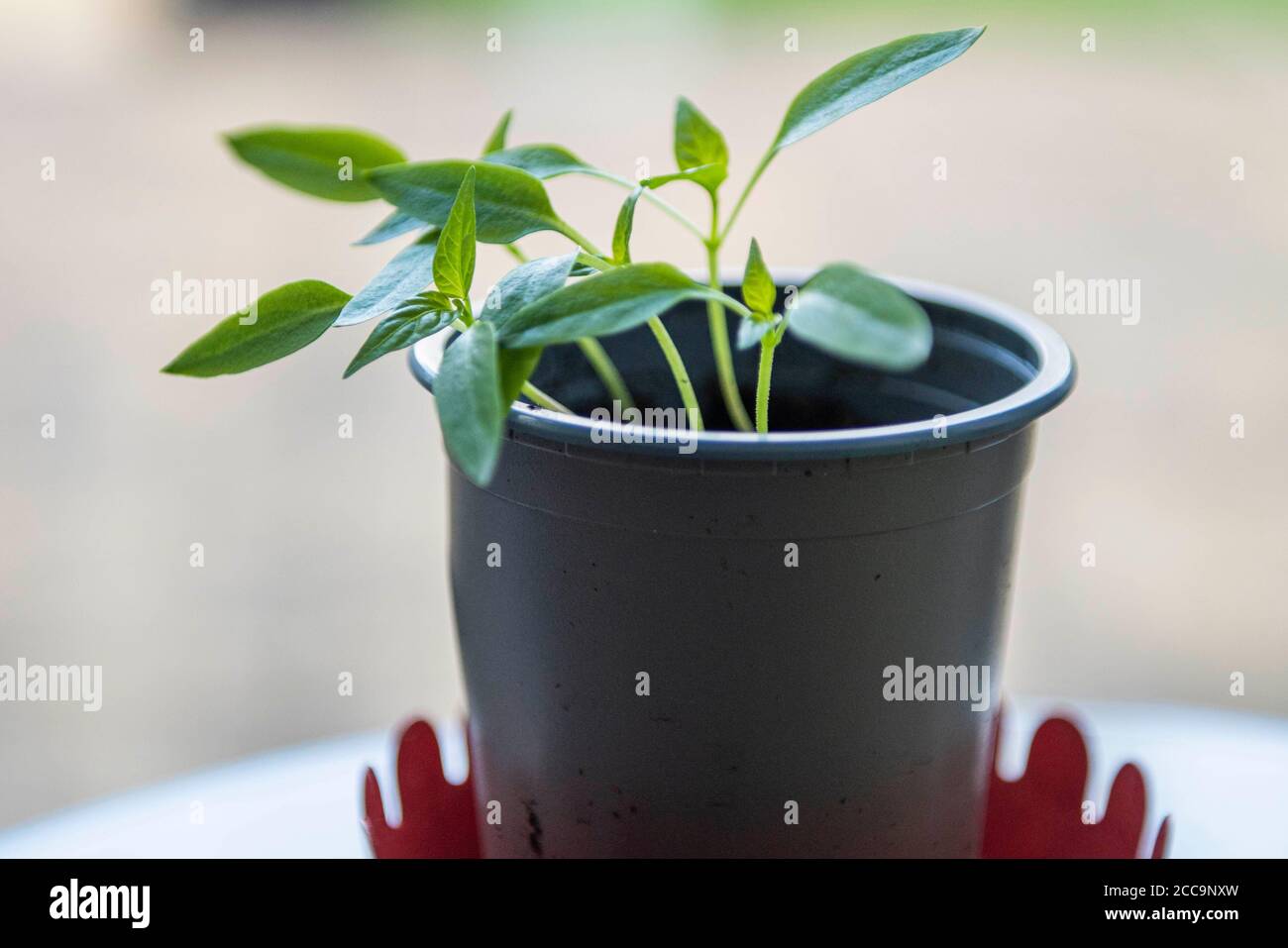 Growing Bell Pepper plant from the seed of a supermarket bought Bell