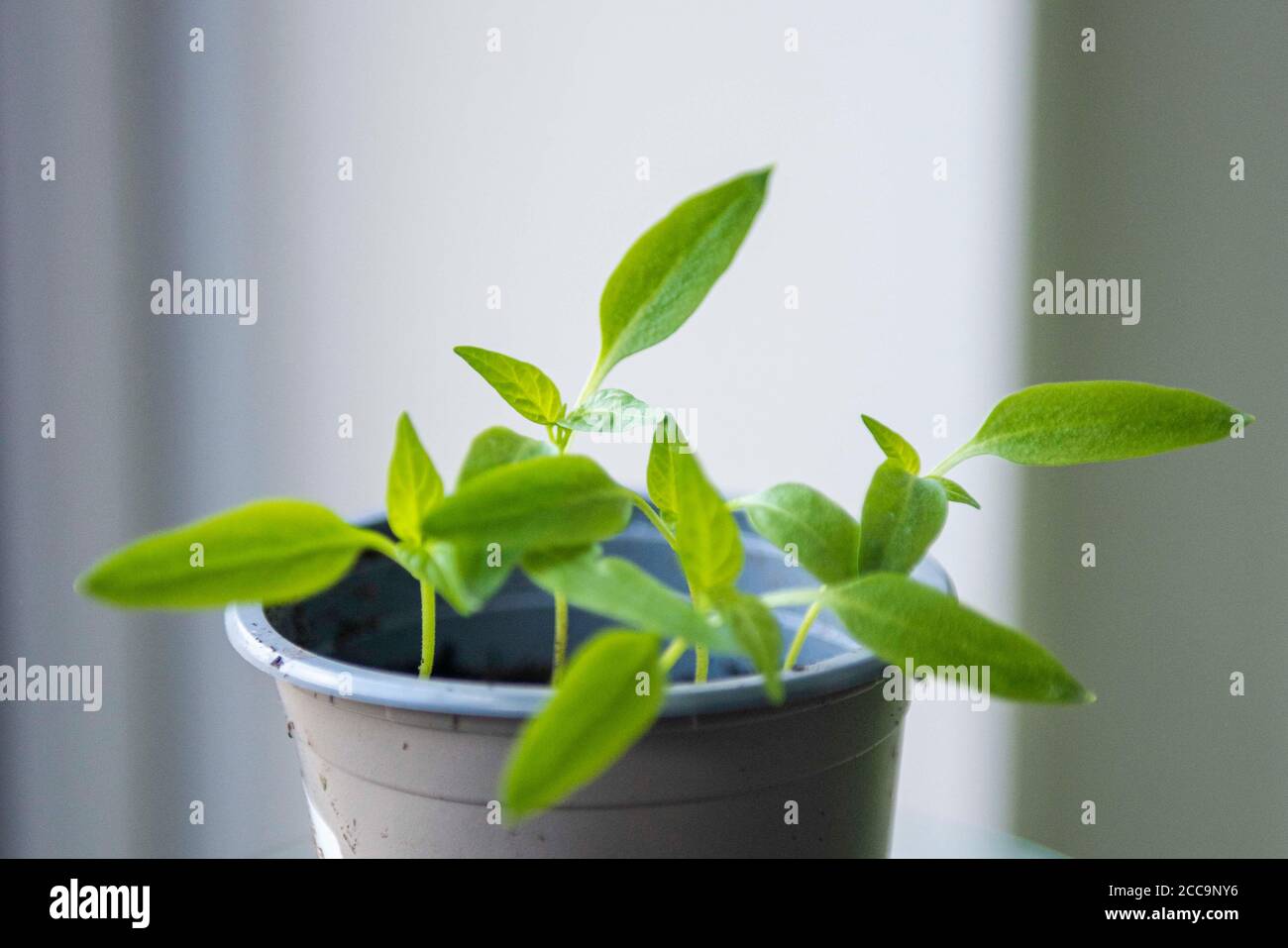 Growing Bell Pepper plant from the seed of a supermarket bought Bell
