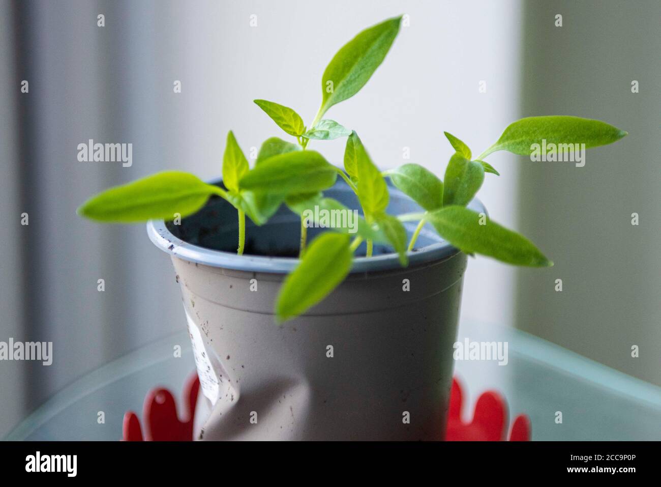 Growing Bell Pepper plant from the seed of a supermarket bought Bell