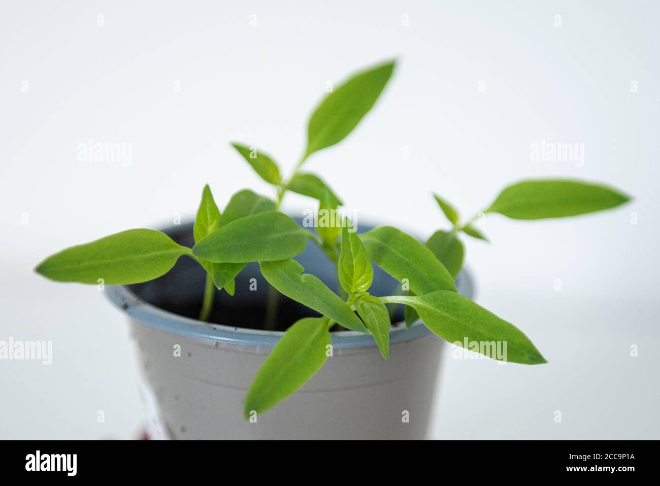 Growing Bell Pepper plant from the seed of a supermarket bought Bell