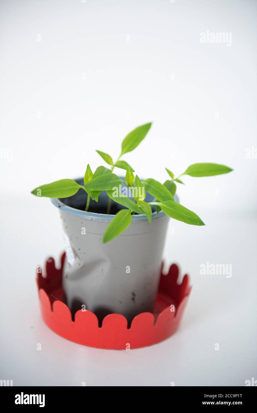 Growing Bell Pepper plant from the seed of a supermarket bought Bell