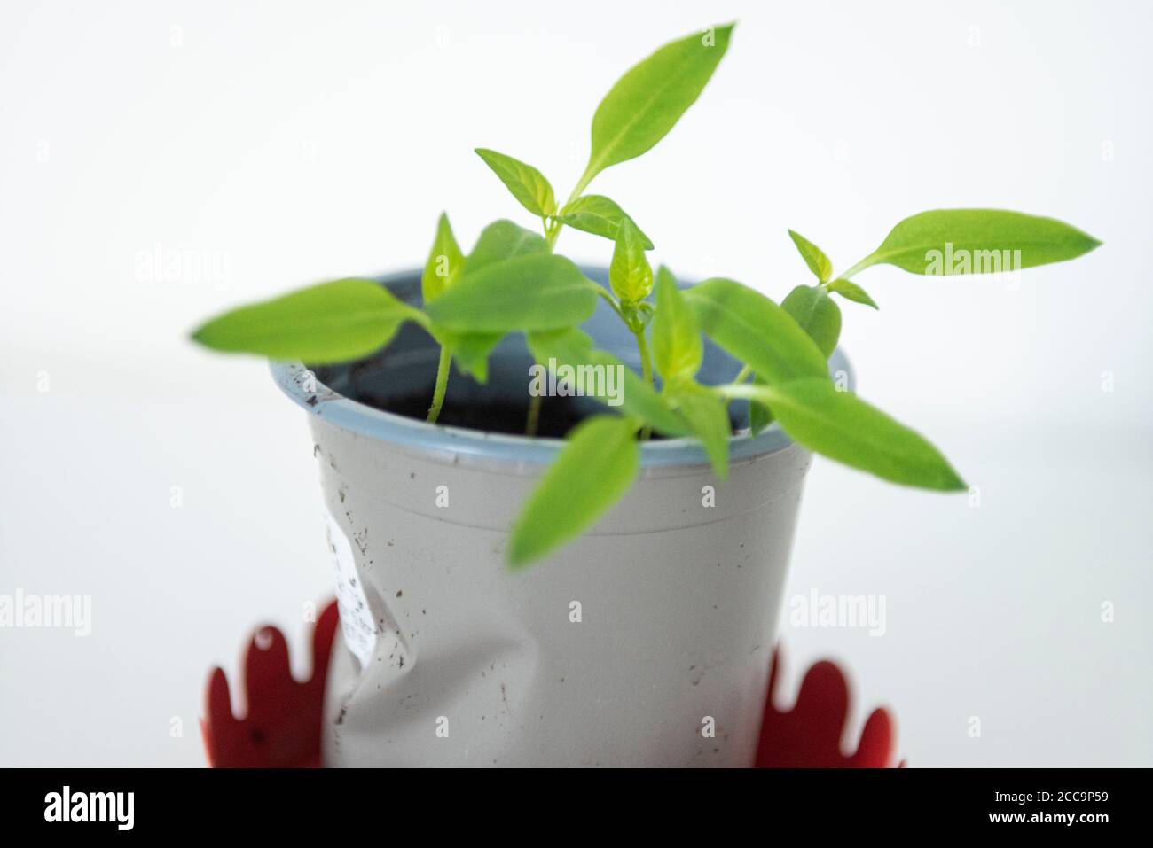 Growing Bell Pepper plant from the seed of a supermarket bought Bell