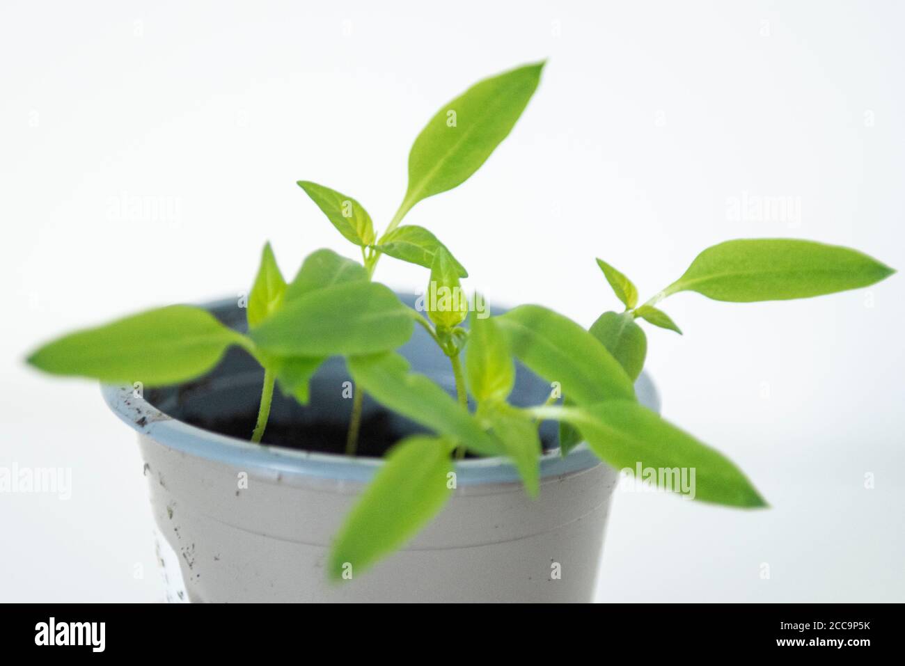 Growing Bell Pepper plant from the seed of a supermarket bought Bell